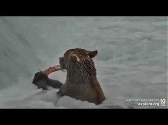 Score_for_164_Brooks_Falls_cam_Explore.org_8-8-2022