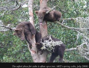 402's three spring cubs treed NPS photo 2012 Bears of Brooks Camp iBook