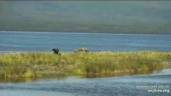 435_Holly_&_cub_charge_sub-adults_LR_Jul_28_2020,_video_by_Cruiser