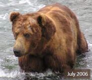 864 Norman July 2006 NPS photo 2014 Bears of Brooks River book page 67