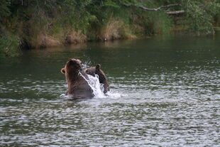 879 and 469 "Digger" / "Patches" having a play fight on September 3, 2010 NPS photo