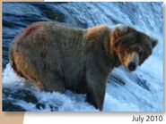 409 Beadnose July 2010 NPS photo 2016 Bears of Brooks River book page 45