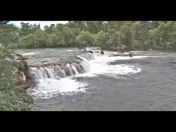 Get_out_of_my_way!_503_and_812_Explore.org_7-8-2021