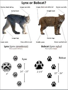 Lynx or Bobcat?