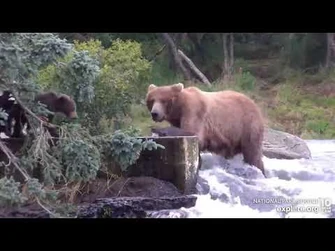 402_is_such_a_good_momma_-_keeps_checking_on_cubs_Brooks_Falls_Low_cam_Explore.org_8-5-2022