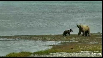 435_Holly_returns_with_1_coy_6_26_20_by_Cruiser-0