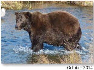 474 October 2014 NPS photo 2016 Bears of Brooks River book page 71