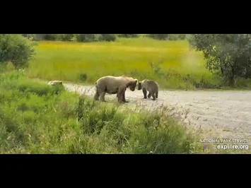 482_cubs_and_sow_and_3_cubs_on_spit_road_aug_3rd_2020
