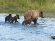 803 and her 3 spring cubs July 4, 2020 NPS photo by NSBoak (aka Ranger Naomi Boak)