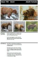 744 Dent's page of the 2014 Bears of Brooks River book, page 44