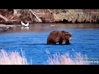 21_Oct_2023-_856_Walks_the_Oxbow_(explore.org)