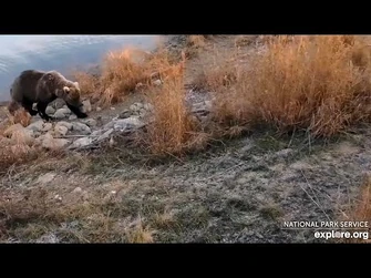 22_Oct_2023-_129_Walks_the_Lower_River_(explore.org)