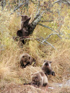 236 Milkshake's 4 spring cubs October 1, 2003 NPS photo