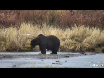 Unknown_Boar_10-25-2020