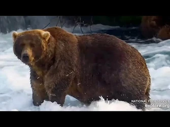 30_Sep_2023-_89_Pops_In_and_Shows_Off_His_Gains_(explore.org)