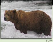 418 Jack July 2007 NPS photo from the 2012 Brown Bears of Brooks Camp iBook