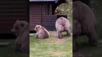 435_Holly's_cub_hop-charges_ranger,_video_by_Kelly_Lyons