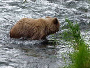 482 Brett with her 2.5 year-old offspring July 11, 2012 NPS photo KNP&P Flickr