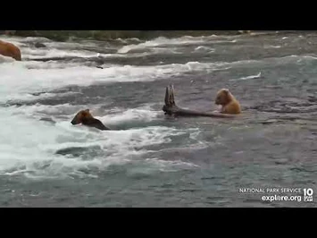 912_and_505_-_July_14,_2022_(explore.org)