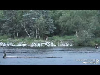 94_fetches_cubs_from_the_tree_Lower_River_cam_Explore.org_7-14-2022