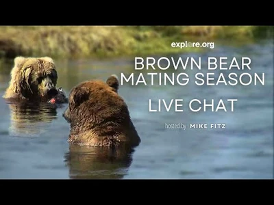 Brown_Bear_Mating_Season_-_Brooks_Live_Chat
