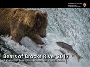 775 Lefty graces the cover of the 2017 Bears of Brooks River book in a July 2016 NPS photo by Ranger Anela Ramos