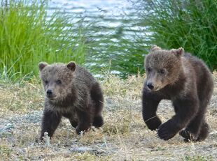 171's 2 spring cubs as they run to catch up with 171 on July 2, 2019 at 22:31 photograph by Truman Everts