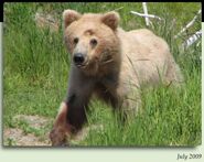 130 Tundra, 2.5 year old subadult July 2009