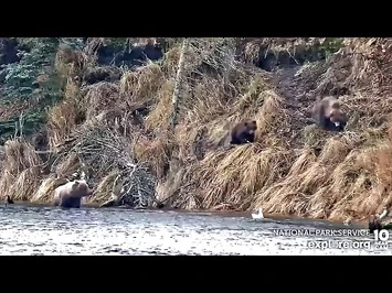 16_Oct_2022-_A_Look_at_the_811s_(explore.org)