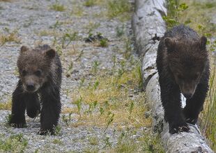 171's 2 spring cubs trying to follow mom on June 30, 2019 at 11:48 photograph by Truman Everts