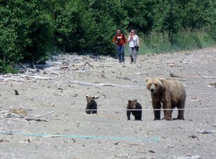 171 and her 2 spring cubs July 5, 2019 photo by BearTreeHugr