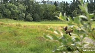 831_&_Cubzilla_Playing_on_Spit_Rd_with_132_Chaperoning_2019-07-21_12-28-20-379_by_Birgitt-0