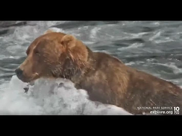 89_returns_after_a_few_weeks_away_-_Explore.org_September_5,_2022