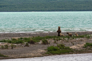 128 Grazer with her 3 yearlings on the spit observed from the lower river wildlife viewing platform June 6, 2017 NPS photo by Ranger Russ Taylor from KNP&P flickr