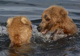 Unknown subadult (left) and 610 (right) July 4, 2019 photo by Truman Everts