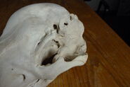 130-tundra-skull 17 16341073781 o