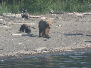 171 and her 2 spring cubs July 5, 2019 photo by BearTreeHugr