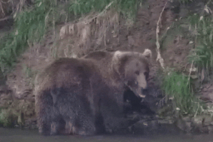 208 finds a fish near the riffles August 26, 2024 gif created by LunaCre (p 08/27/24 #25)