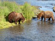 32 Chunk (left) and 775 Lefty (right) July 20-July 22, 2017 photo by Elaine DE