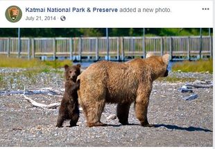 KNP&P's July 21, 2014 Facebook post with NPS photo of 435 Holly with her spring cub (719)