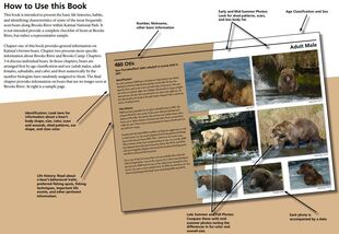 480 Otis on the How To Use This Book page of the 2015 Bears of Brooks River book (page 3)