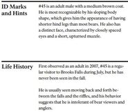 45 Tatonka's page of the 2014 Bears of Brooks River book, page 14 ~ bottom only