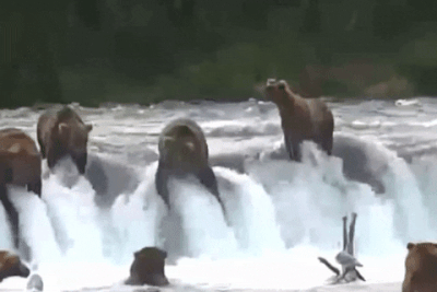 910 GIF 2022.07.27 SPRING CUB WASHES OVER FAR SIDE LIP RIFFLES LUNACRE p 21.48 03