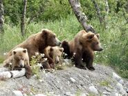 94 and her three 2.5 year old cubs July 1, 2020 NPS photo by NSBoak (aka Ranger Naomi Boak)