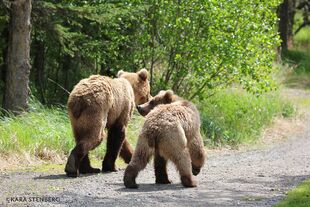 435 Holly's now 2.5 year-old biological cub (719, right) and her adopted 3.5 year-old cub (503 Cubadult, left) on June 3, 2016 or prior (435 our of frame) photograph by Kara Stenberg