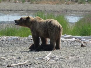 171 and her 2 spring cubs July 5, 2019 photo by BearTreeHugr