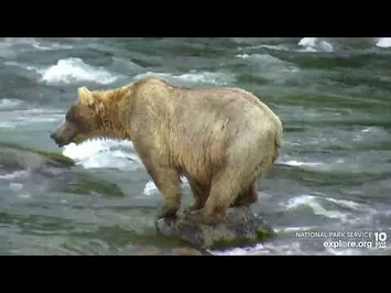 435_Holly_in_the_Riffles_-_July_10,_2022_(explore.org)