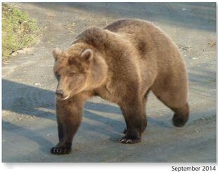 284 "Electra" September 2014 NPS photo from page 35 of the 2015 Bears of Brooks River book