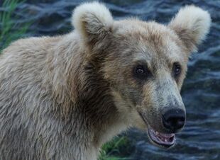 128 Grazer between July 16, 2016 - July 21, 2016 photograph by Truman Everts