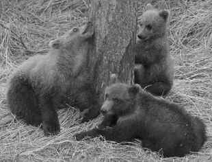 128 Grazer's 3 spring cubs between July 16, 2016 - July 21, 2016 photograph by Truman Everts